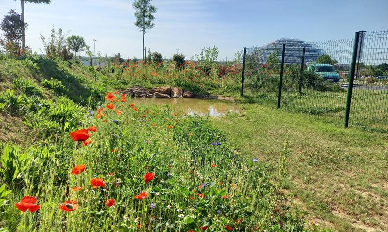 Mare et massif de fleurs - Préserver la biodiversité locale et le patrimoine naturel régional - Programme France - Association Beauval Nature