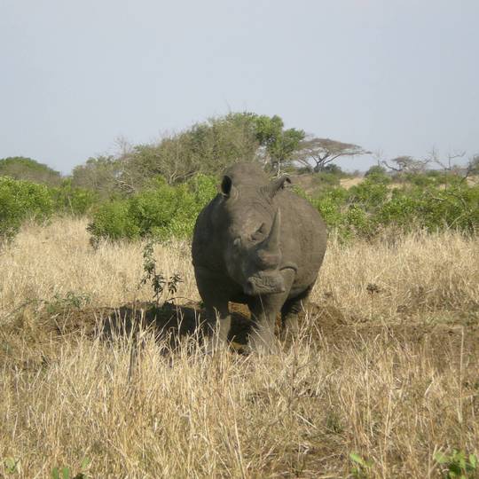 Profil rhinocéros - Protéger les rhinocéros du braconnage - Programme Namibie - Association Beauval Nature