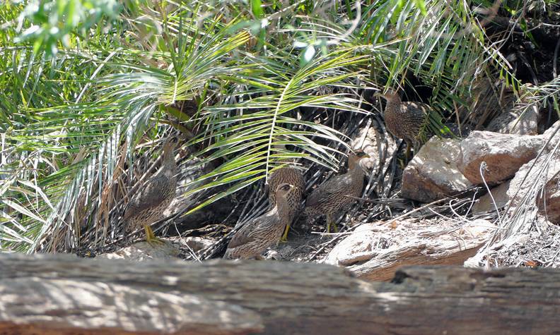 Groupe de francolin - Les derniers francolins de Djibouti - Programme Djibouti - Association Beauval Nature