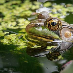 Grenouille taureau en Sologne : 25 étangs passés au crible