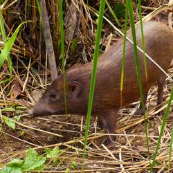 Réintroduire, surveiller et préserver le cochon pygmée - Programme Inde - Association Beauval Nature