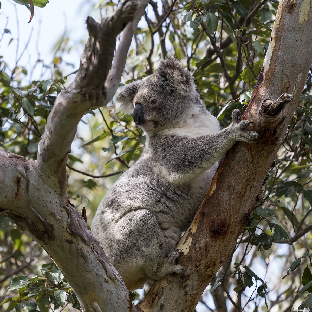 Koala dans la nature - Suivre les déplacements et surveiller l’état de santé des koalas - Programme Australie - Association Beauval Nature