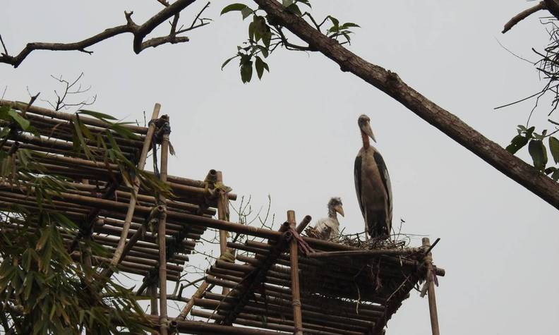 Nid artificiel - Créer des nids pour le marabout argala et faciliter sa reproduction - Programme Inde - Association Beauval Nature