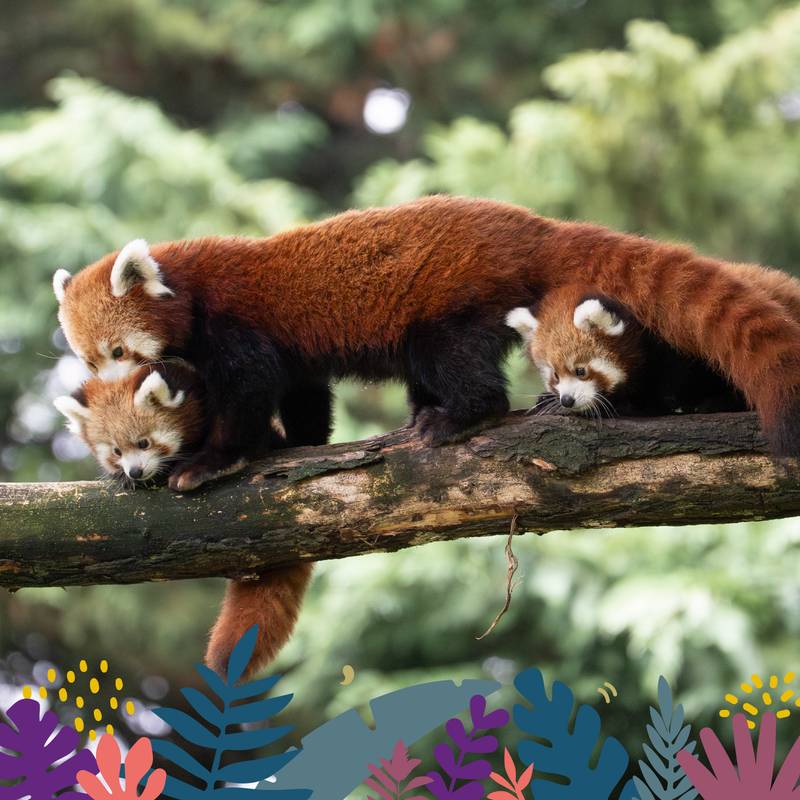 Animations Maison Beauval Nature - Tour du Monde des programmes - été 2026