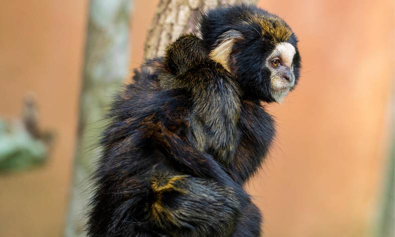 Ouistiti oreillard et ses petits - Recenser, suivre et protéger les ouistitis de montagne - Programme Brésil - Association Beauval Nature