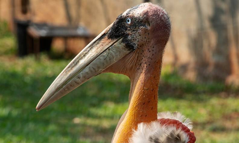 Portrait marabout - Créer des nids pour le marabout argala et faciliter sa reproduction - Programme Inde - Association Beauval Nature