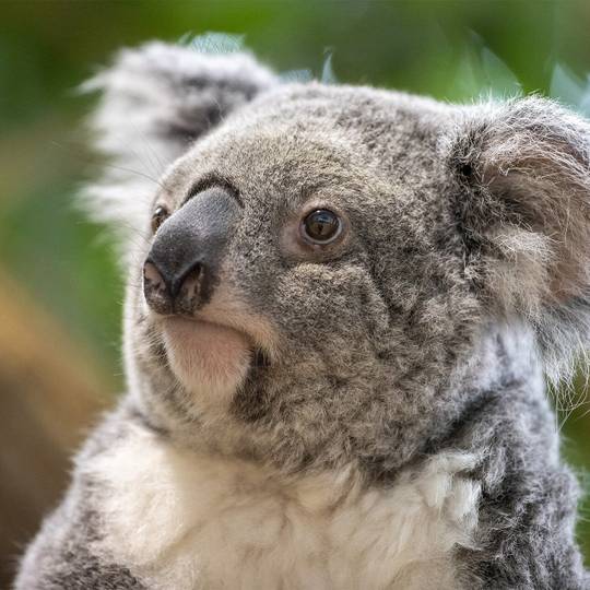 Portrait koala - Suivre les déplacements et surveiller l’état de santé des koalas - Programme Australie - Association Beauval Nature