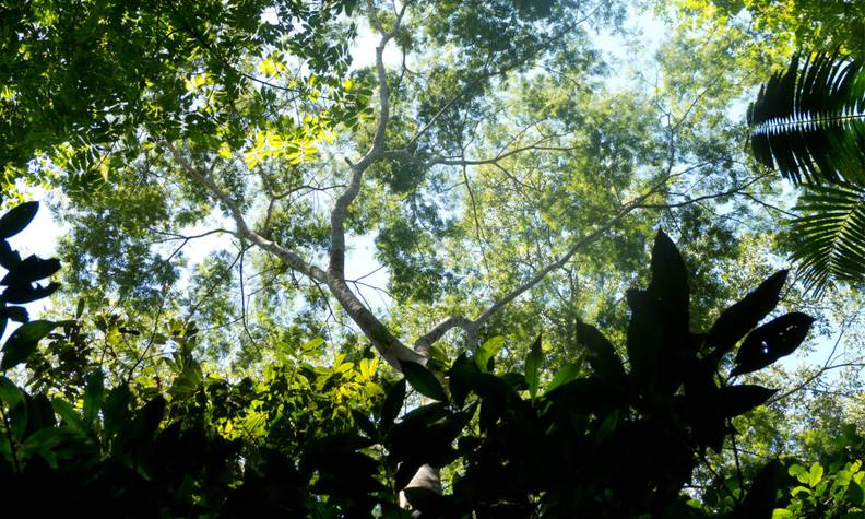 Forêt - Surveiller et protéger le tamarin à mains blanches  - Programme Colombie - Association Beauval Nature