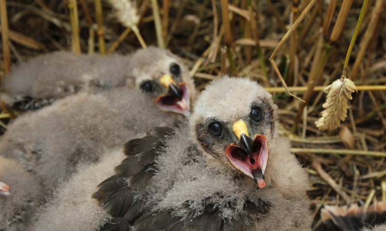 Poussins busards saint martin - Les rapaces, des oiseaux emblématiques à protéger - Programme France - Association Beauval Nature