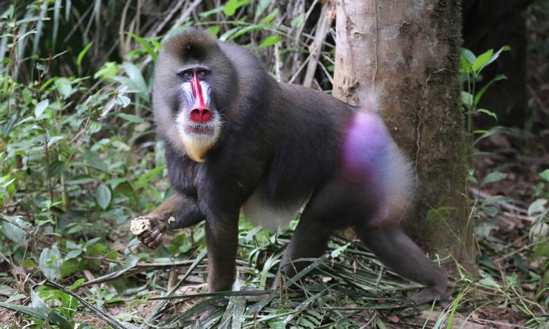 Mandrill - Recueillir, réhabiliter et réintroduire les chimpanzés, mandrills et cercopithèques - Programme Congo - Association Beauval Nature