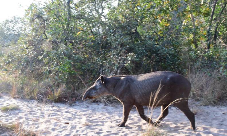 Tapir terrestre dans la nature - Surveiller le tapir terrestre et évaluer sa santé - Programme Brésil - Association Beauval Nature