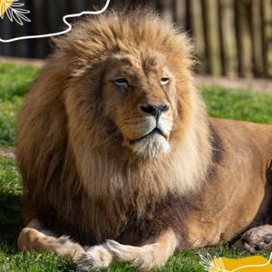 Journée mondiale du lion : un roi de la savane à protéger