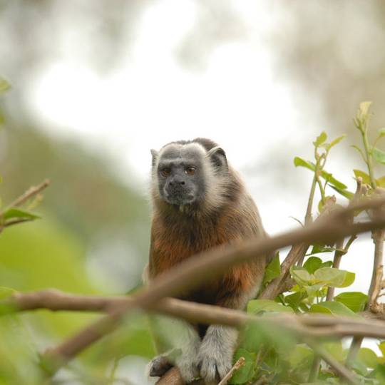 Tamarin à mains blanches suspendu - Surveiller et protéger le tamarin à mains blanches  - Programme Colombie - Association Beauval Nature