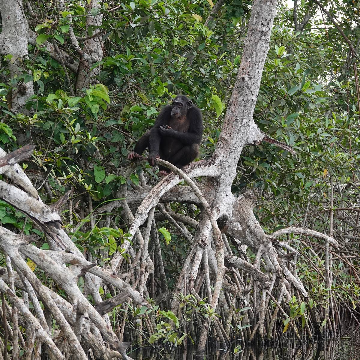 Chimpanzé assis - Help Congo, un programme de conservation piloté par Beauval Nature - Programme Congo - Association Beauval Nature