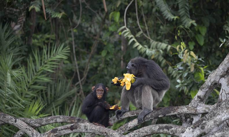 Chimpanzé et un jeune recevant de la nourriture des soigneurs de Help Congo