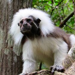 Protéger et restaurer l’habitat forestier des tamarins pinchés - Programme Colombie - Association Beauval Nature