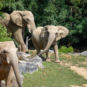 Journée mondiale des éléphants : protégeons le géant d’Afrique !