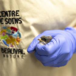 Hirondelle juvénile dans les mains d'une soigneuse du Centre de Soins Beauval Nature