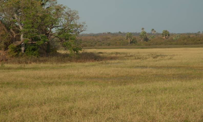 Parc Niokolo Koba - Protéger les lions du Parc National du Niokolo-Koba - Programme Sénégal - Association Beauval Nature