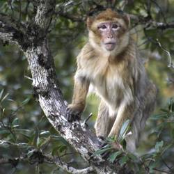 Sauver les macaques de Barbarie - Programme Maroc - Association Beauval Nature