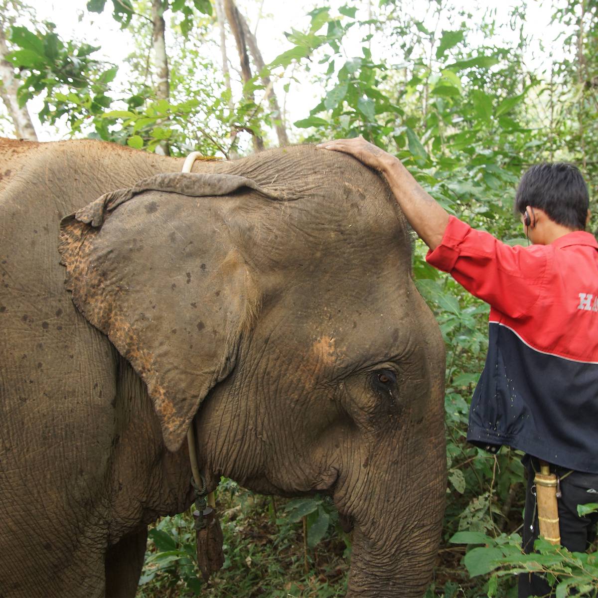 Améliorer les conditions de vie des éléphants en Asie - Programme Laos - Association Beauval Nature