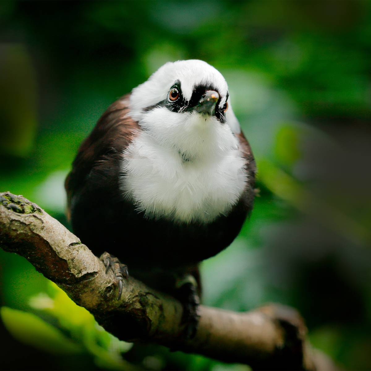 Garrulaxe bicolore - Protéger, reproduire et réintroduire les oiseaux chanteurs - Programme Indonésie - Association Beauval Nature