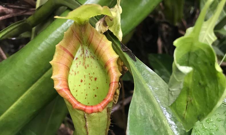 Nepenthes spathulata x lowii - Recenser, sauver, reproduire et réimplanter les Népenthès dans leur milieu naturel - Programme Indonésie - Association Beauval Nature