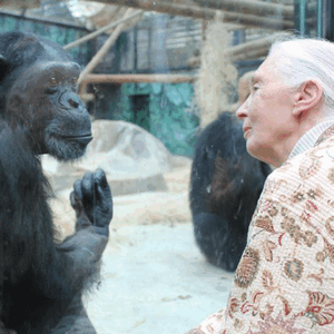 Hommage à Jane Goodall, une vie consacrée à la voix des chimpanzés