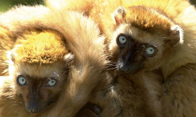 Couple de lémurien aux yeux turquoise - Protéger le lémur aux yeux turquoise en préservant son habitat - Programme Madagascar - Association Beauval Nature