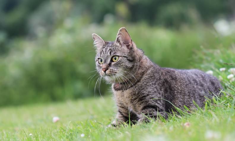 Chat haret - Sauver le monarque de Fatu Hiva - Programme Polynésie française - Association Beauval Nature