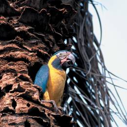 Ara gorge bleue - Ancien programme Bolivie - Association Beauval Nature