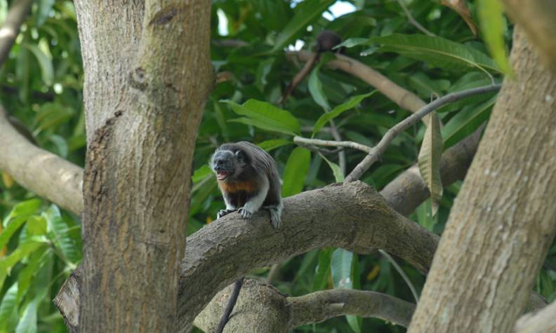 Tamarin à mains blanches bouche ouverte - Surveiller et protéger le tamarin à mains blanches  - Programme Colombie - Association Beauval Nature