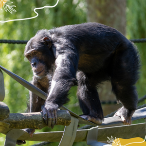 Journée mondiale des Grands Singes : protégeons nos passionnants cousins
