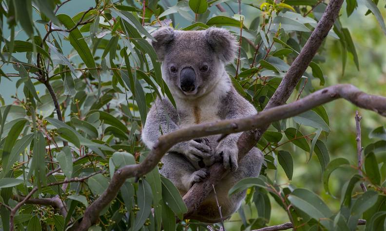 Koala sur de l'eucalyptus - Suivre les déplacements et surveiller l’état de santé des koalas - Programme Australie - Association Beauval Nature