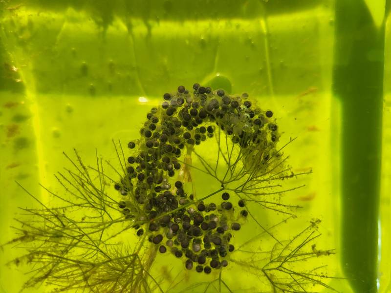 Egg-laying of the brown pelobate