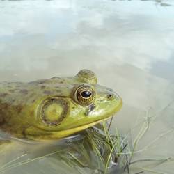Lutter contre la grenouille taureau pour préserver les amphibiens de Sologne - Programme France - Association Beauval Nature