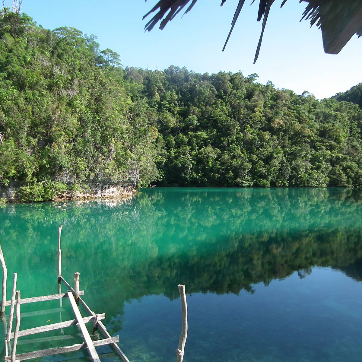 Sauver, recueillir et réintroduire le cacatoès des Philippines - Programme Philippines - Association Beauval Nature