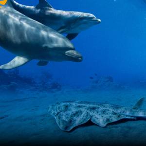 Préserver les requins & dauphins en Méditerranée