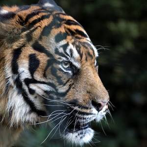 Préserver les espèces menacées : un engagement quotidien au ZooParc de Beauval
