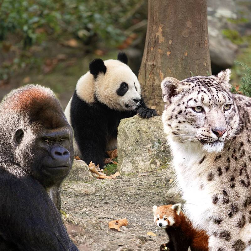 Parrainez un animal de Beauval - Idée cadeau Noël - Beauval Nature