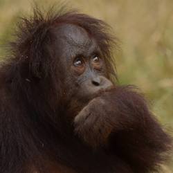 Sauver les orangs-outans et les éléphants de Bornéo - Programme Malaisie - Association Beauval Nature