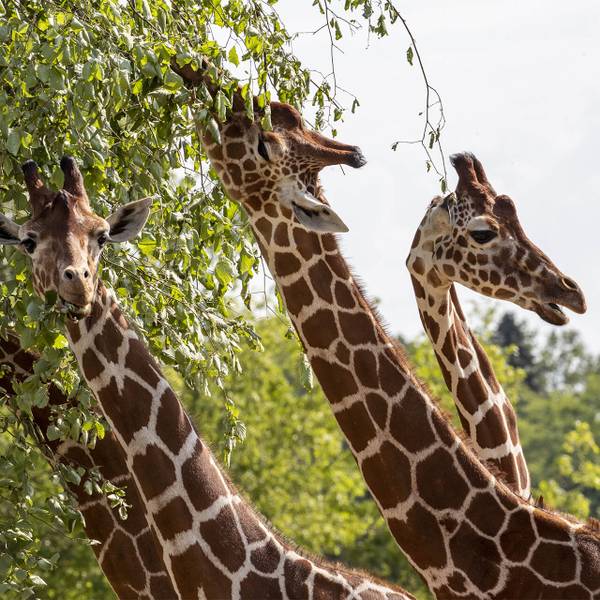 Girafes du ZooParc - Suivre et transloquer des girafes - Programme Namibie - Association Beauval Nature