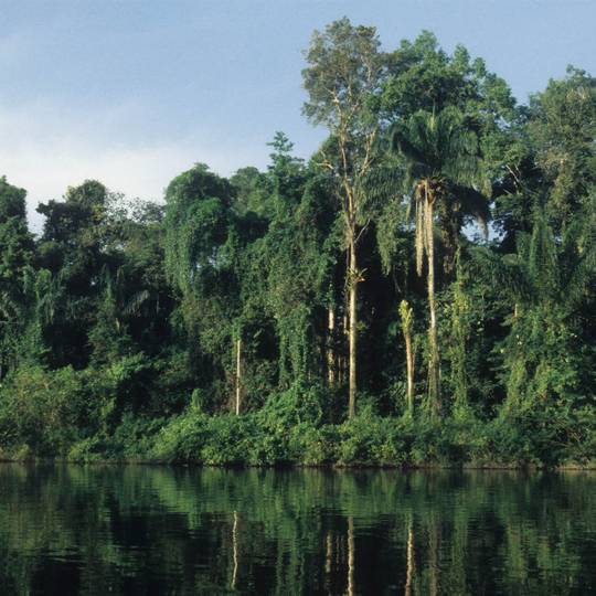 Forêt primaire - Conserver la diversité génétique avec le cryobanking - Programme Guyane - Association Beauval Nature