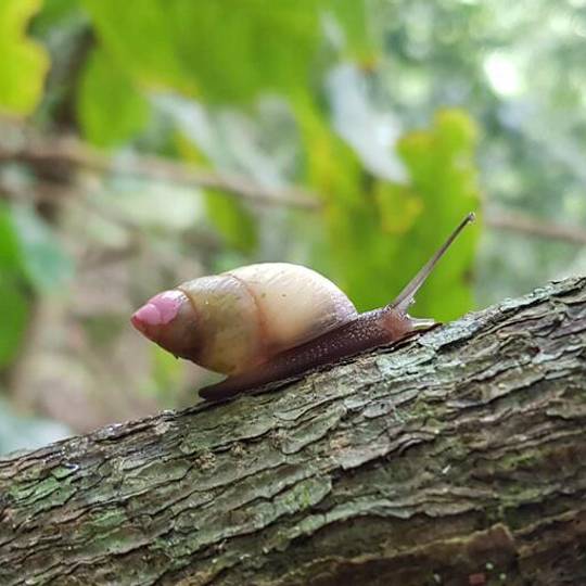 Partula rosea - Sauver de l’extinction et réintroduire les escargots Partula dans leurs îles polynésiennes - Programme Polynésie - Association Beauval Nature