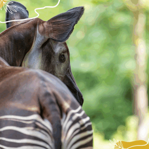 Protéger les okapis, c’est essentiel