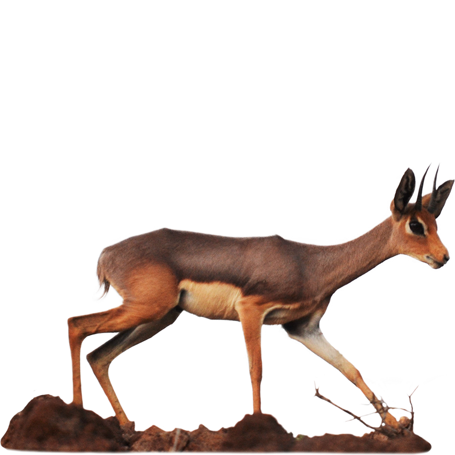 Préserver la faune et la flore à Djibouti Beauval Nature