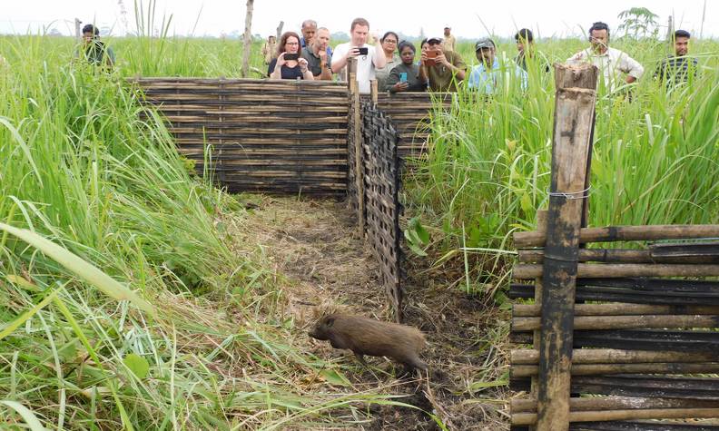 Relâché de cochon pygmée - Réintroduire, surveiller et préserver le cochon pygmée - Programme Inde - Association Beauval Nature
