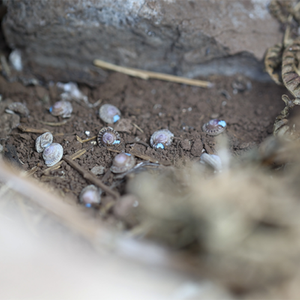 870 escargots réintroduits pour sauver une espèce en danger critique d’extinction