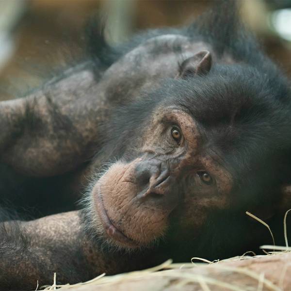 Parrainez Tumba, mâle chimpanzé - Recueillir, réhabiliter et réintroduire les chimpanzés, mandrills et cercopithèques - Programme Congo - Association Beauval Nature