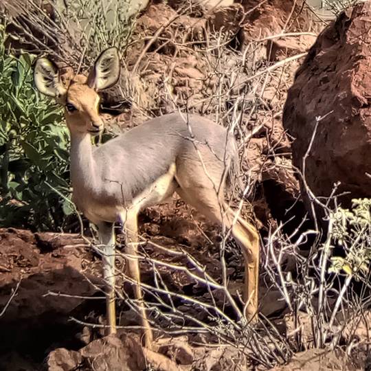 Portrait antilope beira Préserver la faune et la flore des aires protégées d’Assamo et de Djalelo - Programme Djibouti - Association Beauval Nature